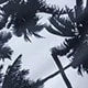 Conjunto de Biquíni 3 Peças Estampa Tropical